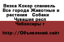 Вязка Кокер спаниель - Все города Животные и растения » Собаки   . Чувашия респ.,Чебоксары г.